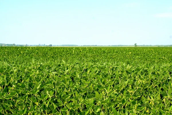 Campo de la soja —  Fotos de Stock