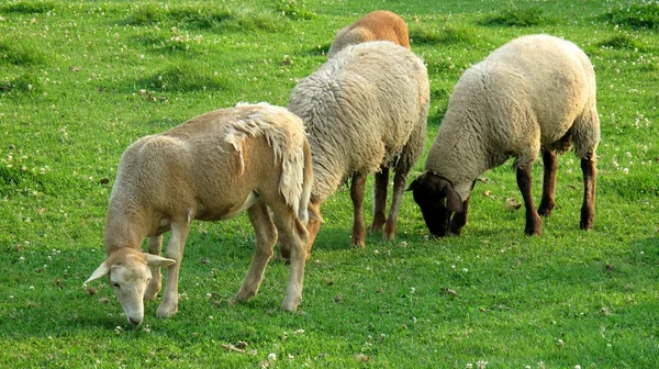 羊群在草地上吃草 — 图库照片