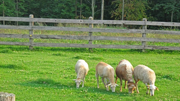 Sheep grazing in a meadow — Stock Photo, Image