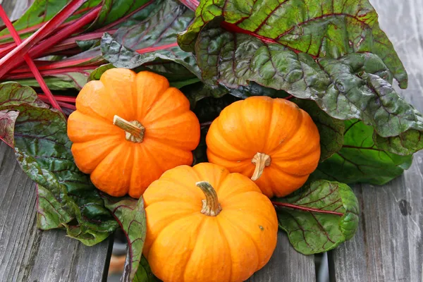 Miniature decorative pumpkins and swiss chard — Stock Photo, Image