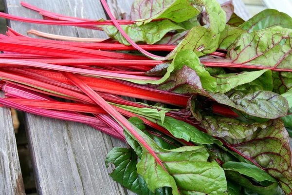 Red stemmed swiss chard — Stock Photo, Image