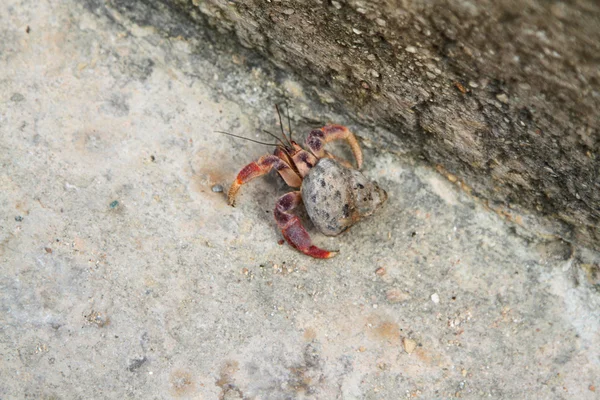Crabe terrestre à Cuba avec jambe manquante — Photo