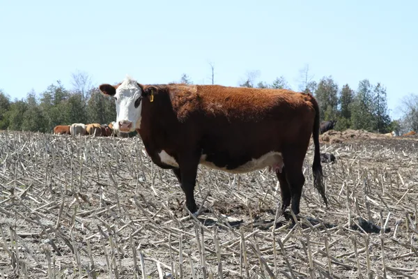 Cows in field in spring — Stock Photo, Image