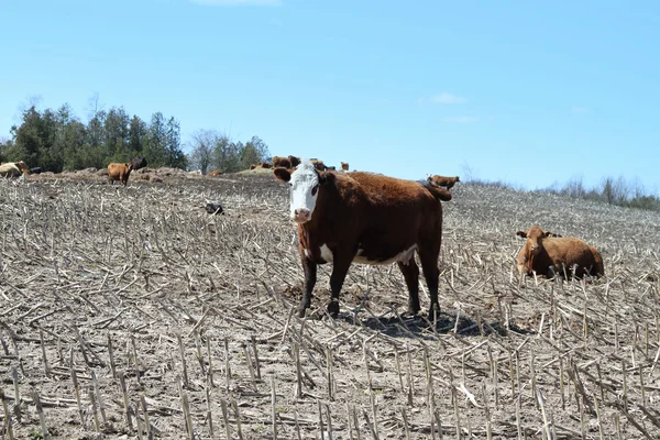 Krávy v poli na jaře — Stock fotografie