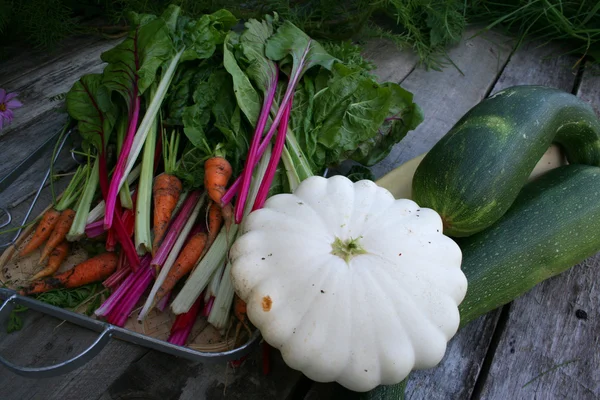 Zucchini, squash, carrots, chard — Stock Photo, Image