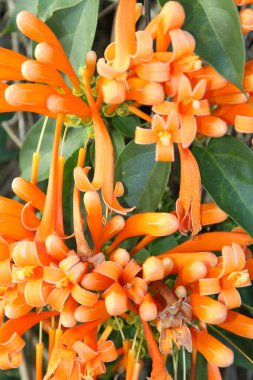 Alev Vine (Pyrostegia venustas)