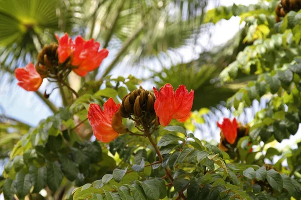 African Tulip Tree, Fire Bell Fountain Tree
