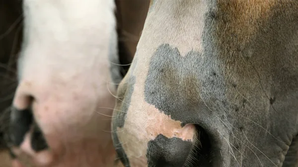 Primer Plano Las Cabezas Dos Caballos — Foto de Stock