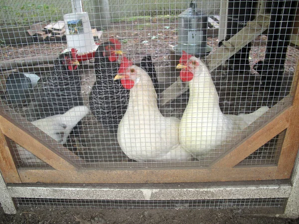 Pollos Área Cerrada Gallinero — Foto de Stock