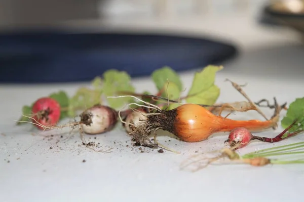 Groupe Mini Légumes Fraîchement Cueillis — Photo