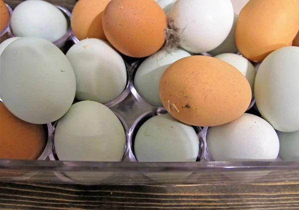 Ongewassen Blauwe Bruine Eieren Met Vuil Veren — Stockfoto