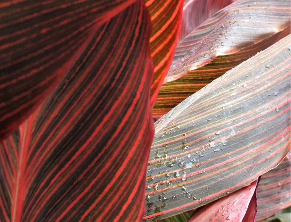 赤と緑に大きな熱帯の葉の植物 — ストック写真