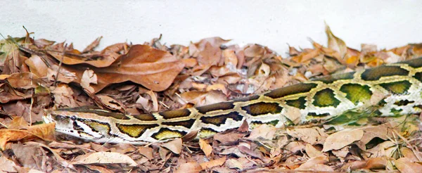 Serpente Deslizando Entre Folhas Secas — Fotografia de Stock