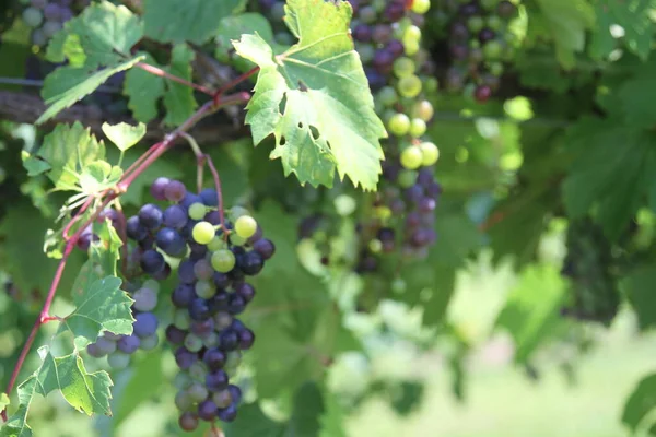 Closeup of purple grapes turning ripe on grape vines