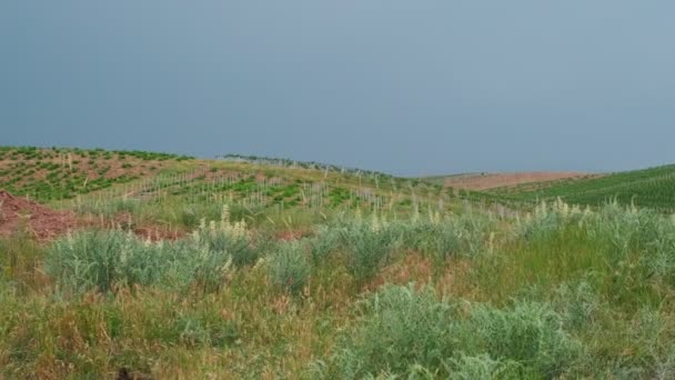 Traktor Fährt Durch Das Feld Zentralasiatische Landschaft Sommer Bewölkt — Stockvideo