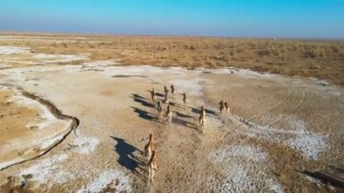 Przewalski 'nin atlarından bir sürü bozkırda dört nala koşuyor, bir drondan, havadan çekiliyor.
