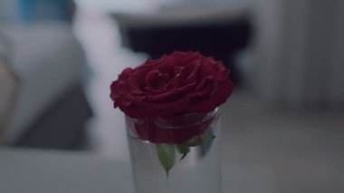 Bardakta koyu kırmızı bir gül. Sırtında mavi yazlık elbise giyen sarışın kız, ağır çekimde.