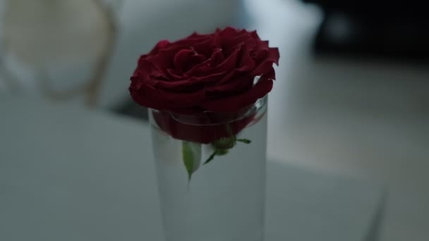 Detailní Záběr Tmavě Červené Růže Sklenici Blondýny Dívka Sobě Modré — Stock video