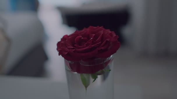 Detailní Záběr Tmavě Červené Růže Sklenici Blondýny Dívka Sobě Modré — Stock video