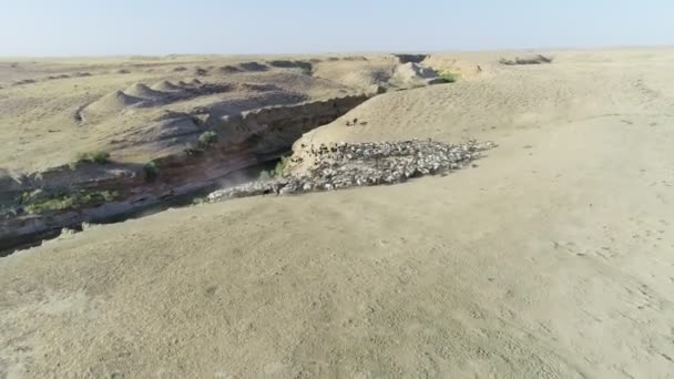 Fiume Che Scorre Nella Gola Nel Deserto Gregge Pecore Venuto — Video Stock