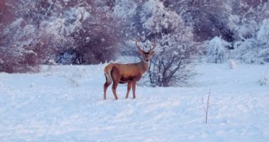 Deer stands on the snowy clearing in front of the trees. Slow motion
