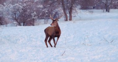 Deer stands on the snowy clearing in front of the trees. Slow motion