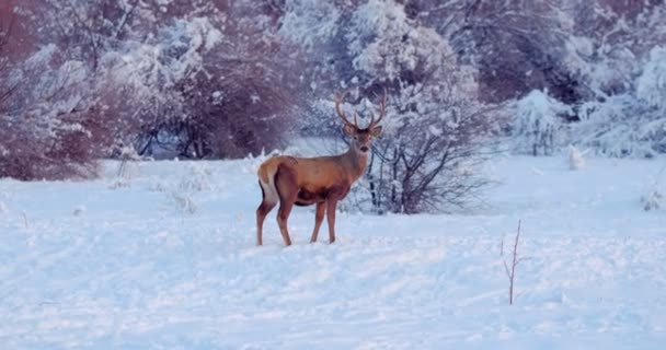 Deer Stands Snowy Clearing Front Trees Slow Motion — Αρχείο Βίντεο
