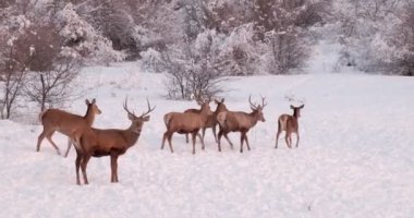 Deer herd on the snowy clearing in the forest. Then one of them is taken close up.