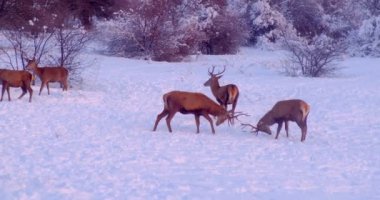 Male deer fight on the snowy clearing in the forest. Slow motion