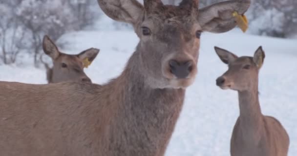 Manada Ciervos Claro Nevado Bosque Entonces Uno Ellos Toma Cerca — Vídeo de stock