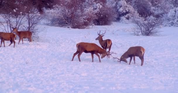 Male Deer Fight Snowy Clearing Forest Slow Motion — Wideo stockowe
