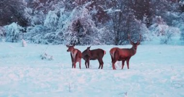 Deer herd in winter on the hills covered with trees behind the fence. Slow motion