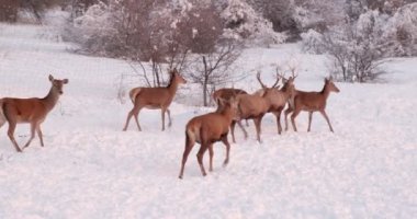 Deer herd in winter on the hills covered with trees behind the fence. Slow motion