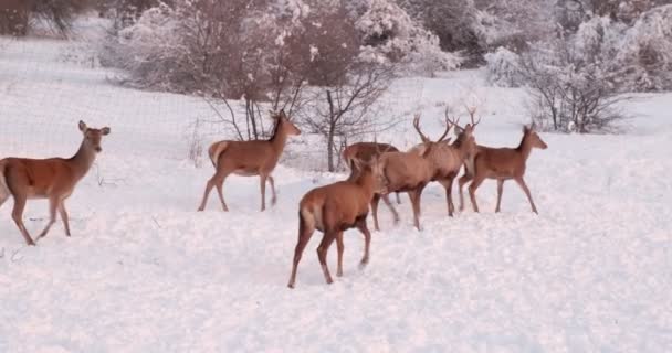 Deer Herd Winter Hills Covered Trees Fence Slow Motion — Stockvideo