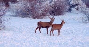 Two deer (male and female) on the snowy clearing in the forest, slow motion