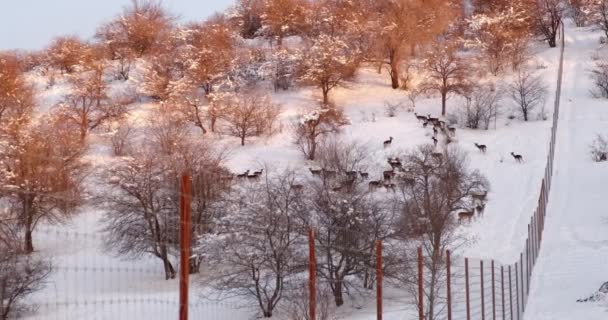 Rebanho Veados Inverno Nas Colinas Cobertas Com Árvores Atrás Cerca — Vídeo de Stock