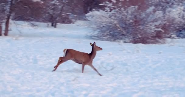 Deer Runs Snowy Clearing Front Trees Slow Motion — 비디오