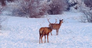 Two deer (male and female) on the snowy clearing in the forest, slow motion