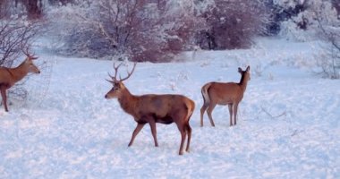 Two deer (male and female) on the snowy clearing in the forest, slow motion