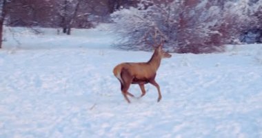Deer runs on the snowy clearing in front of the trees. Slow motion