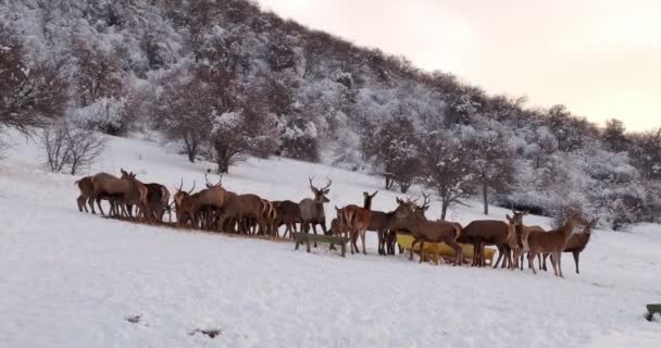 Two Deer Male Female Snowy Clearing Forest Slow Motion — Stockvideo