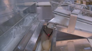 Dough pieces on the working conveyor line of dough machine in a bakery. Slow motion