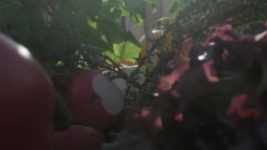 Fresh veggies and greens including red, green and yellow bell peppers, radish and juniper on the wooden cooking board. Camera starts filming very close in the bunch of veggies and then zooms out
