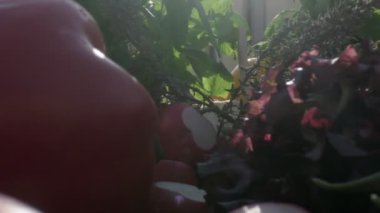 Fresh veggies and greens including red, green and yellow bell peppers, radish and juniper on the wooden cooking board. Camera starts filming very close in the bunch of veggies and then zooms out