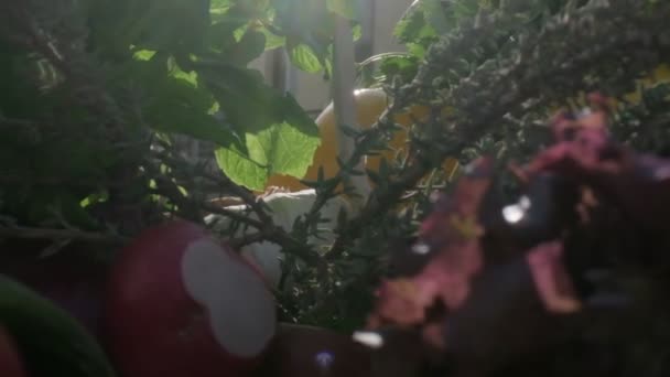 Свіжі Овочі Зелень Включаючи Червоний Зелений Жовтий Болгарський Перець Редьку — стокове відео