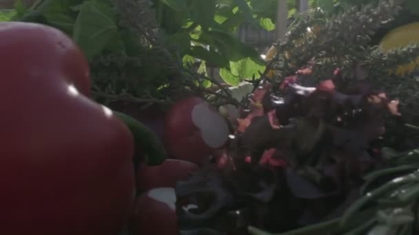 Fresh Veggies Greens Including Red Green Yellow Bell Peppers Radish — Vídeo de Stock