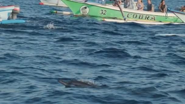 Dolphins Swimming Jumping Clear Blue Sea Some White Boats Background — Stock video