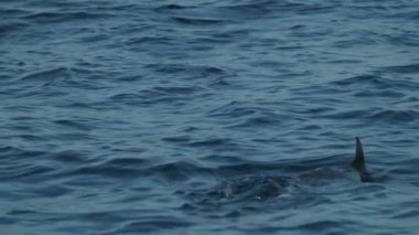 Dolphins swimming and jumping in a clear blue sea. Some white boats on the background. Slow motion