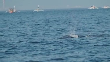 Dolphins swimming and jumping in a clear blue sea. Some white boats on the background. Slow motion