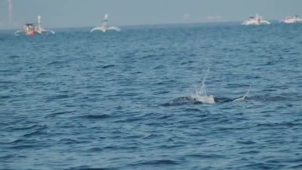 Dolphins Swimming Jumping Clear Blue Sea Some White Boats Background — Vídeo de Stock